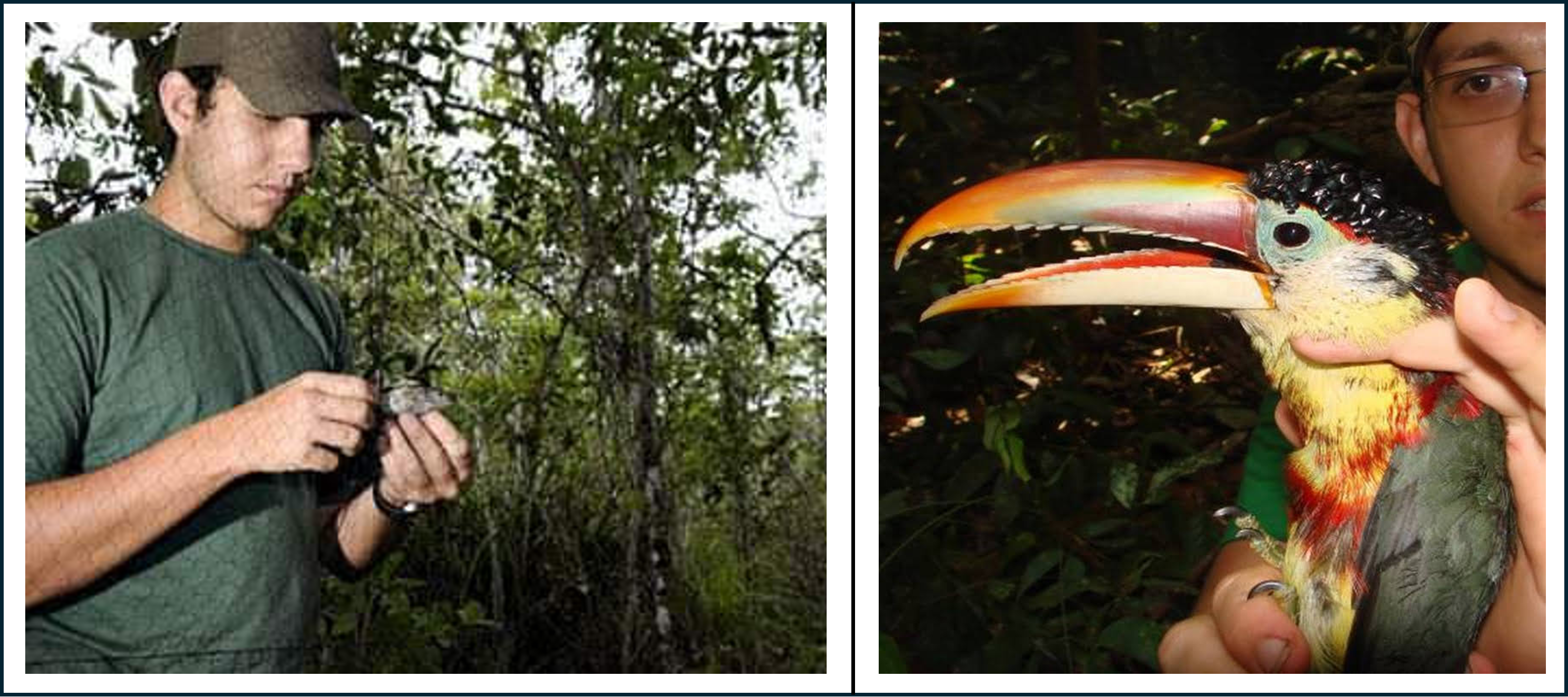 Left: I am on a field expedition in the Guiana Shield (2009), carefully removing a bird from a mist net during a biodiversity inventory at ESEC Grão-Pará under the Calha Norte do Amazonas project. Right: I am holding a curl-crested aracari (Pteroglossus beauharnaisii) captured during a field trip to the Novo River (a tributary of the Jamaxim and Tapajós rivers) near Novo Progresso, southern Pará (2008), as part of an Amazonian bird inventory.