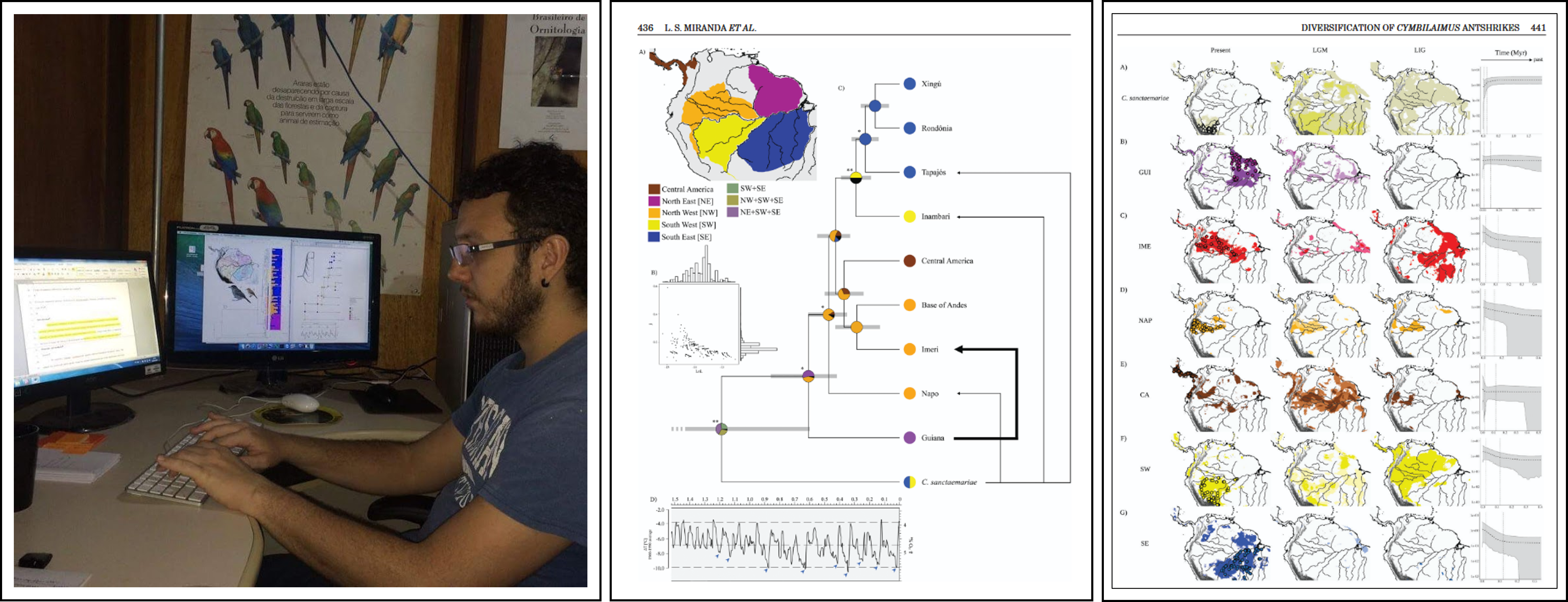 Left: I am writing my PhD thesis at Museu Paraense Emílio Goeldi (2014). Centre: A dated molecular phylogeny with ancestral area reconstructions, illustrating evolutionary relationships and historical biogeographic patterns. Right: Species distribution models hindcast to past climatic scenarios, contrasted with fluctuations in effective population sizes through time, showing how climate dynamics shaped Amazonian diversification.